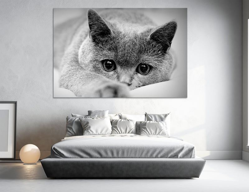Cute Cat Canvas Print #8097