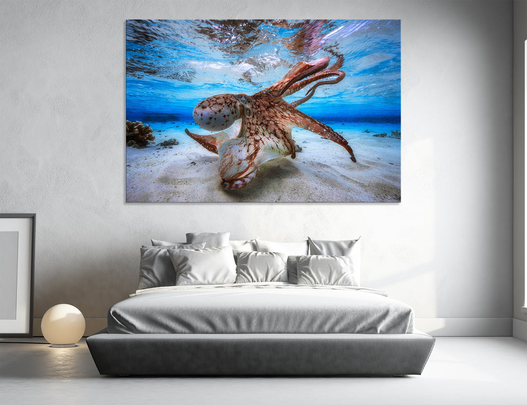 Octopus Canvas Print