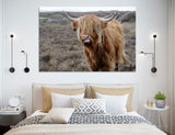 Highland Cow Canvas Print