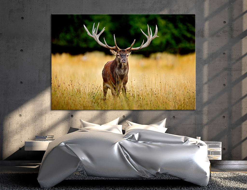 Deer Canvas Print #8006