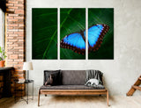 Blue Butterfly Canvas Print #8013