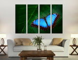 Blue Butterfly Canvas Print #8013