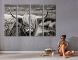 Highland Cow Poster Print