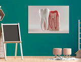 Tooth Canvas Print, Dental Office Wall Art, Dentist Decor, Modern Dental Art, Tooth Anatomy Wall Decor, Professional Dental Canvas #2546