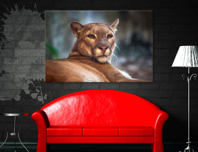 Cougar Canvas Print #8208
