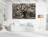 Branches Canvas Print #7581