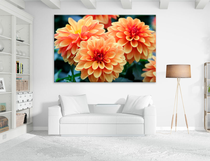Buy Chrysanthemums Canvas Print #7567