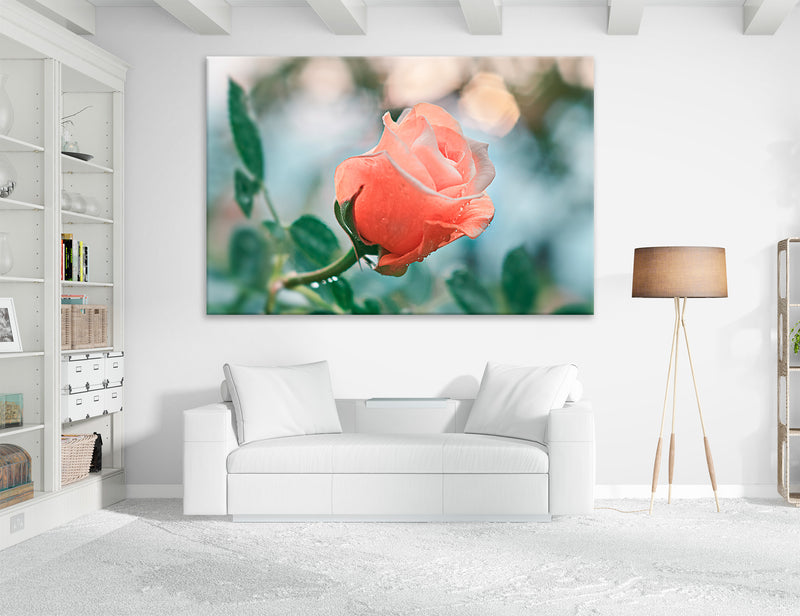 Tender Rose Canvas Print #7563