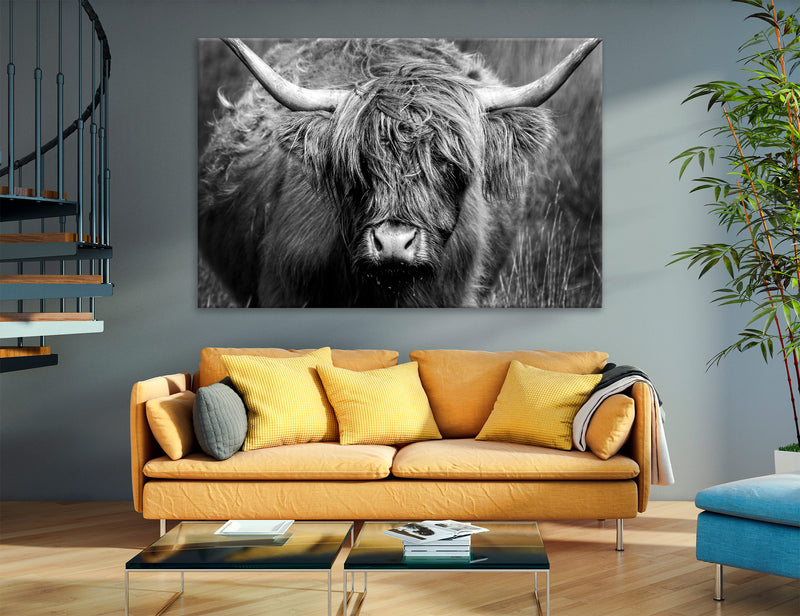 Highland Cow Canvas Print #8216