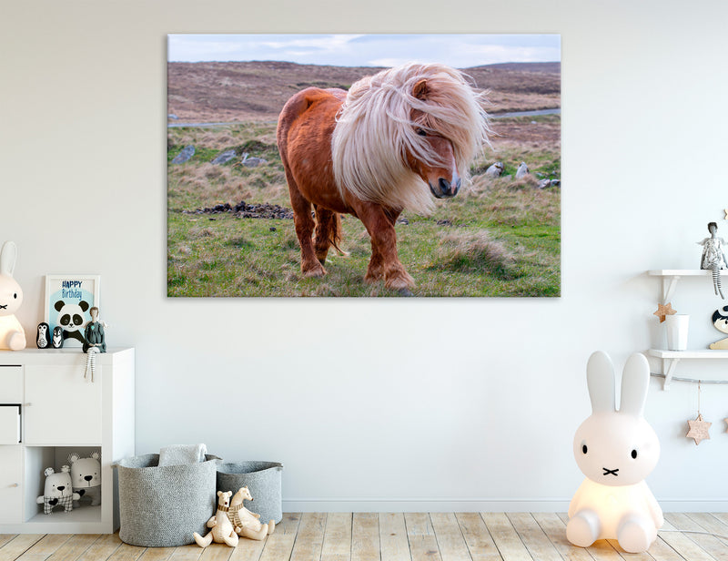 Wild Horse Canvas Print #8213