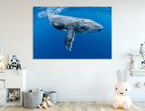 Humpback Whale Canvas Print #8207