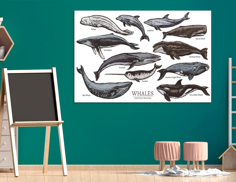 Whale Comparison Canvas Print #8083
