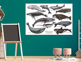 Whale Comparison Canvas Print #8083