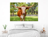 Horned Cow Canvas Print #8196