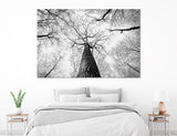 Tree Branch Canvas Print #6619