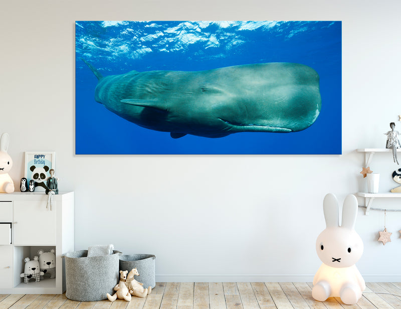 Sperm Whale Canvas Print #8142