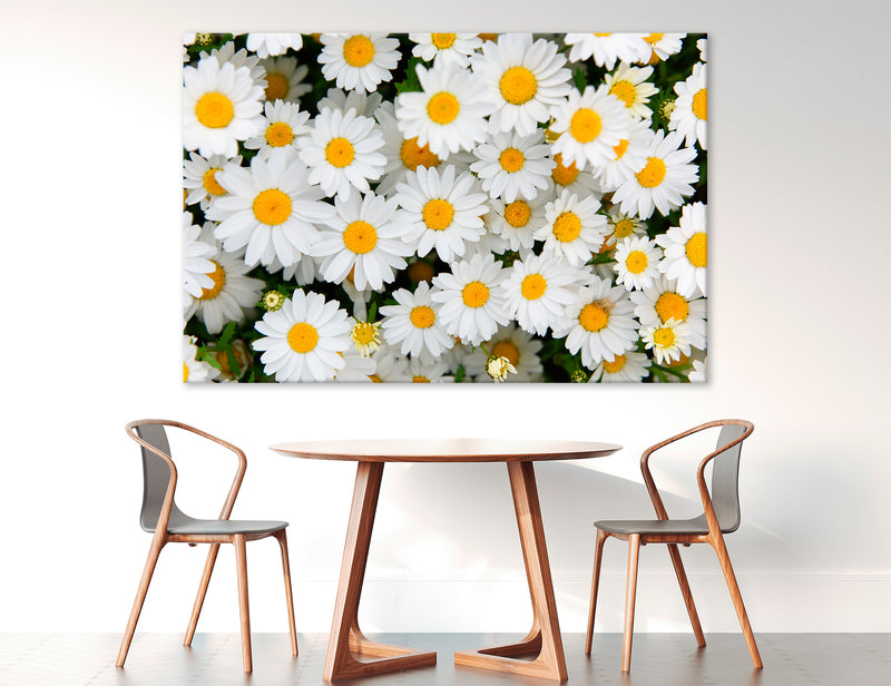 Chamomile Canvas Print #7570