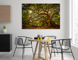 Sunlight Through Trees Canvas Print #7567