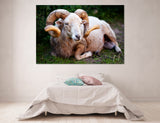 Sheep Canvas Print #8082