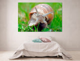 Snail Canvas Print #8086