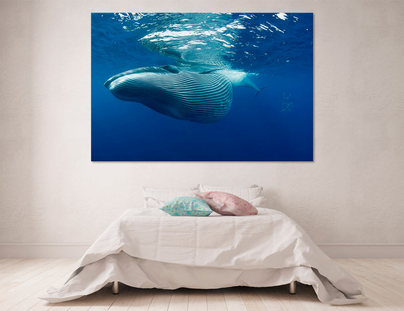 Blue Whale Canvas Print #8123