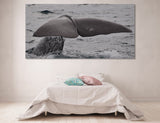 Whale Tail Canvas Print #8143