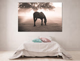 Lonely Horse Canvas Print #8121