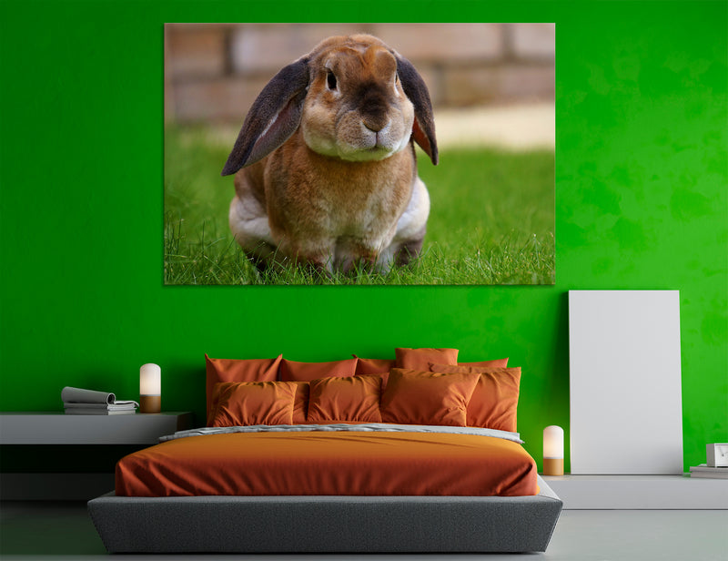 Rabbit Canvas Print #8095