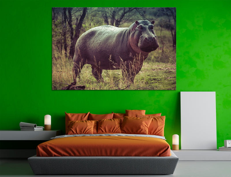 Hippo Canvas Print #8100