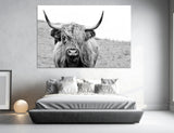 Scottish Cow Canvas Print #8202