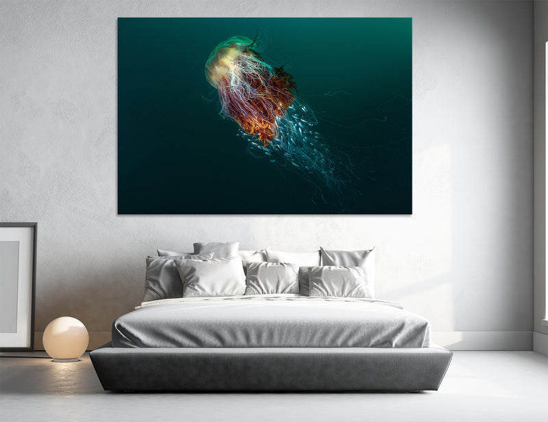 Jellyfish Canvas Print #8096