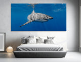Shark Canvas Print #8146