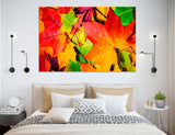 Fall Foliage Canvas Print #1206