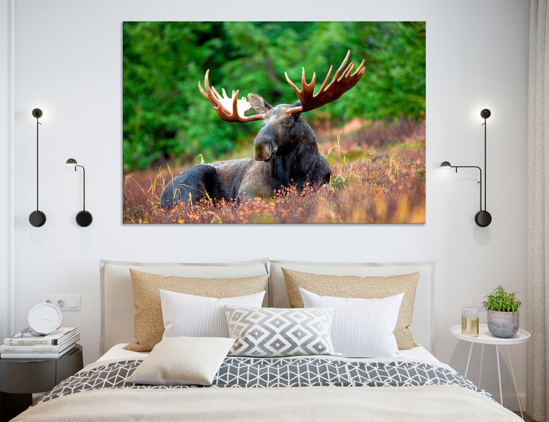 Elk Canvas Print #8088