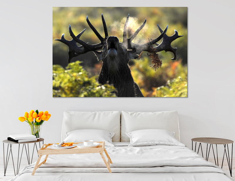 Moose Photos Canvas Print #8113
