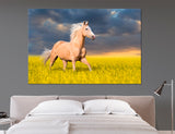 Horse in the Field Canvas Print #8063