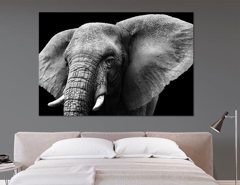 Elephant Head Isolated Canvas Print #8069