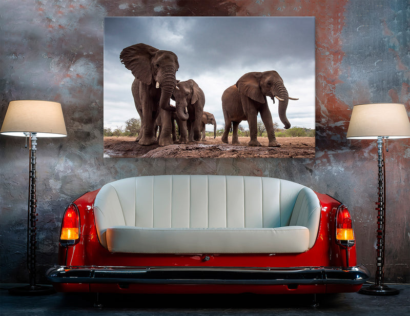 Elephant Herds Canvas Print #8214
