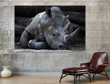 Rhinoceros Canvas Print #8081