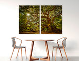 Sunlight Through Trees Canvas Print #7567