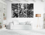 Beautiful Forest Canvas Print #7585