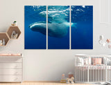 Blue Whale Canvas Print #8123