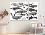 Whale Comparison Canvas Print #8083