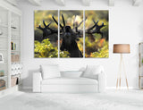 Moose Photos Canvas Print #8113