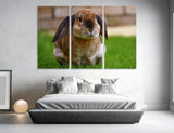 Rabbit Canvas Print #8095