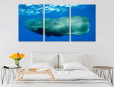 Sperm Whale Canvas Print #8142