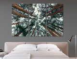 Trees Wall Art Canvas Print #7236