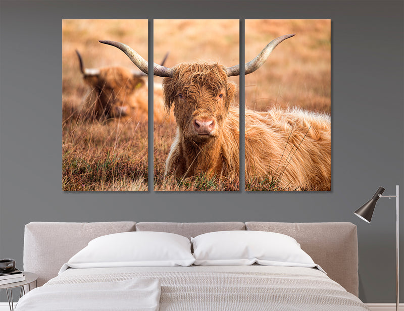 Highland Cattle Art Canvas Print #8203