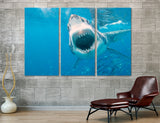 Sea Predator Canvas Print #8093