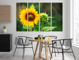 Sunflower Canvas Print #7553